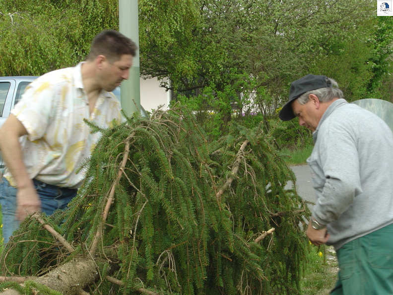 Maibaum 2004 008