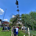 Maibaum 2025