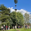 Maibaum 2025
