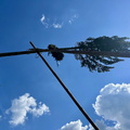 Maibaum 2025